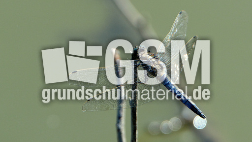 Blaugrüne Mosaikjungfer (1).jpg